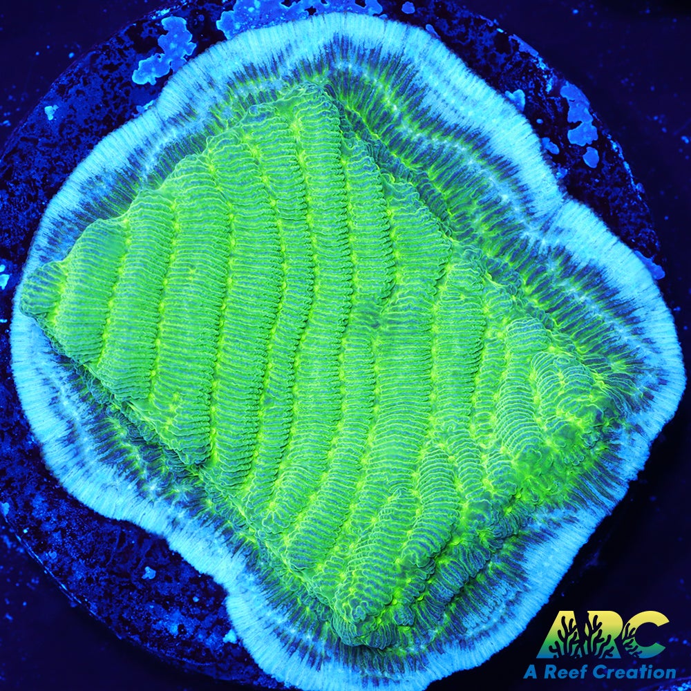 Green Pachyseris