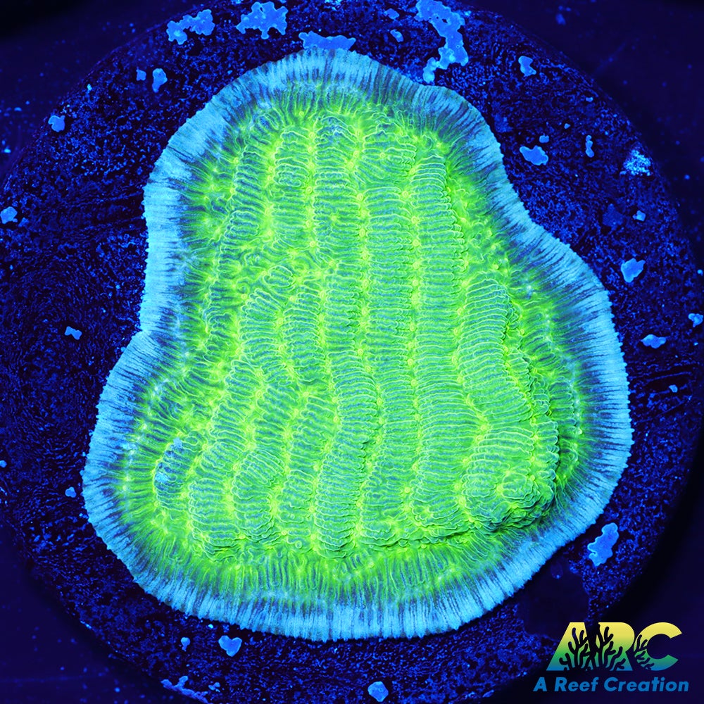 Green Pachyseris