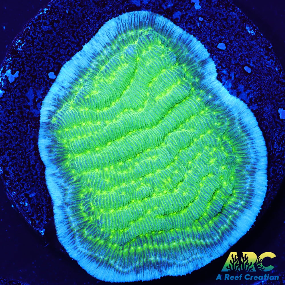 Green Pachyseris