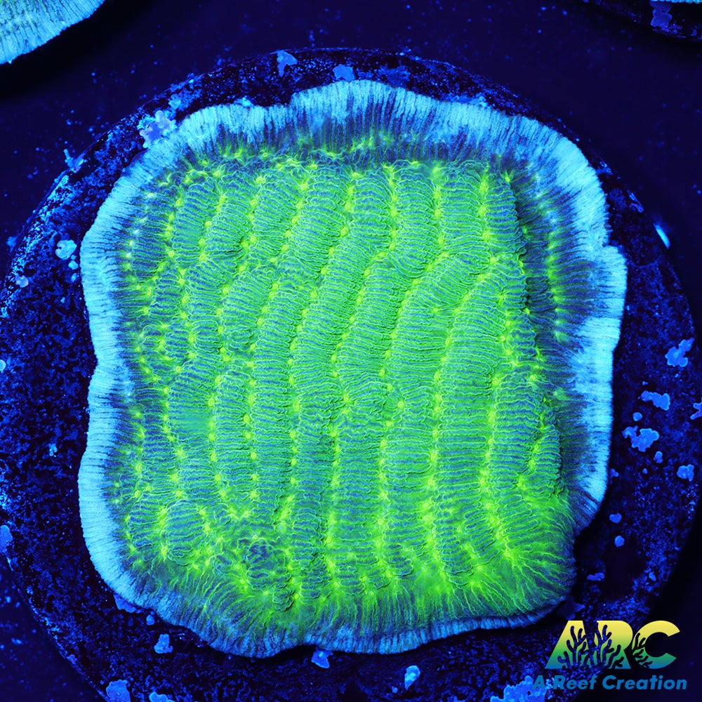 Green Pachyseris
