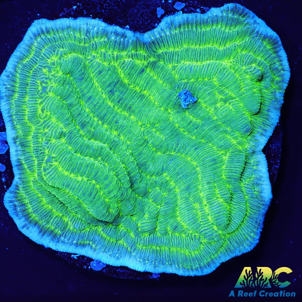 Green Pachyseris
