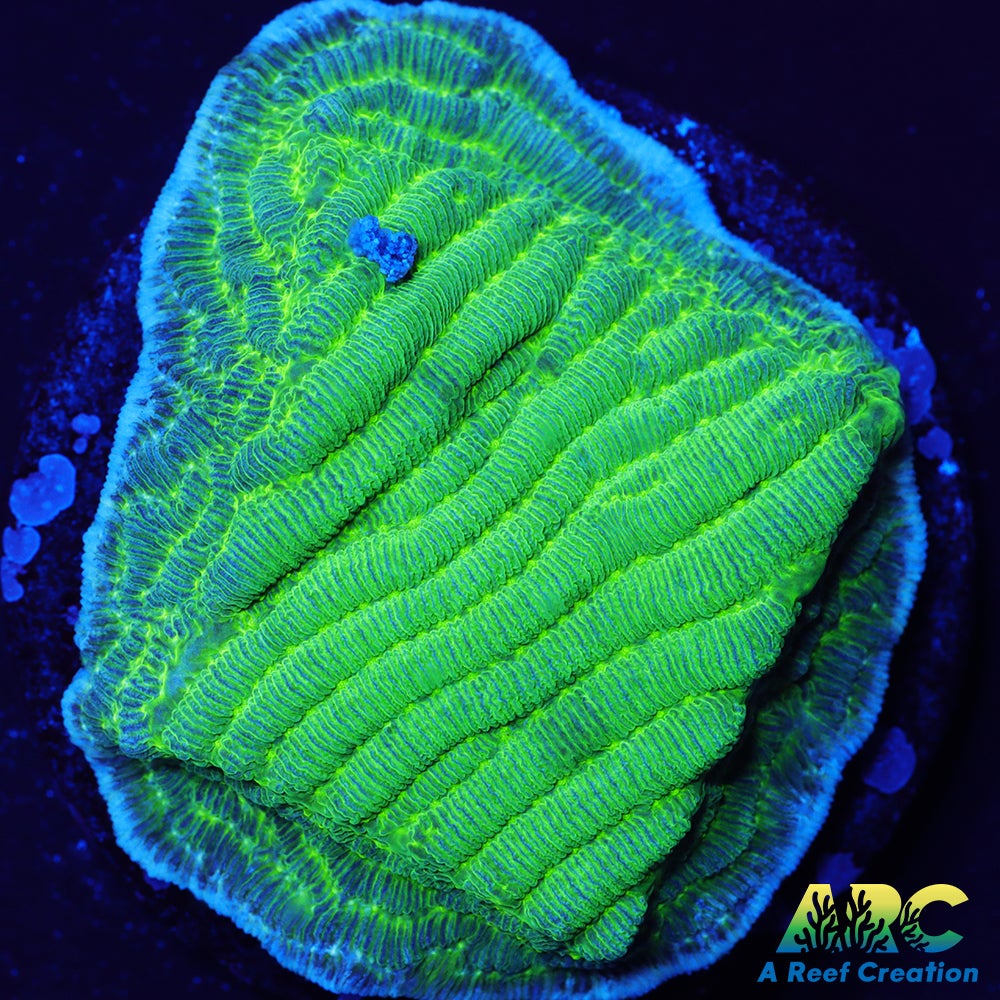 Green Pachyseris