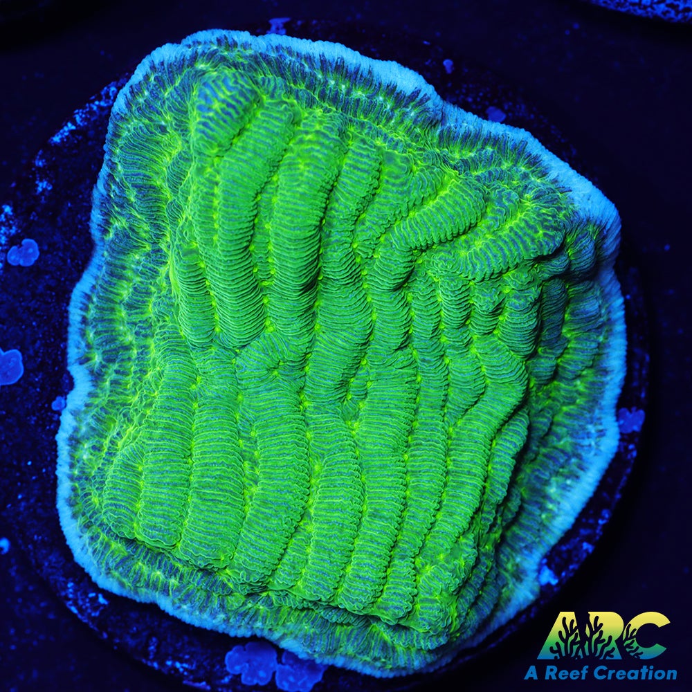 Green Pachyseris