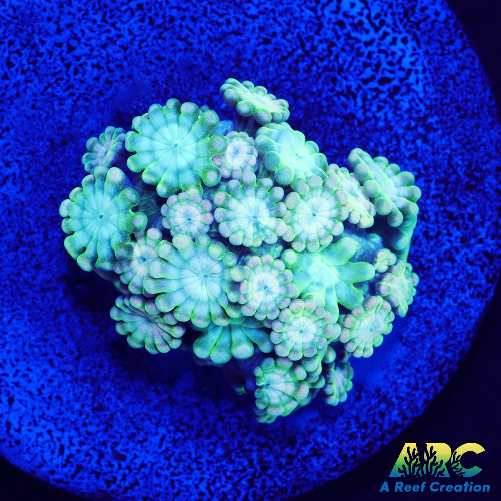 Green and Peach Alveopora