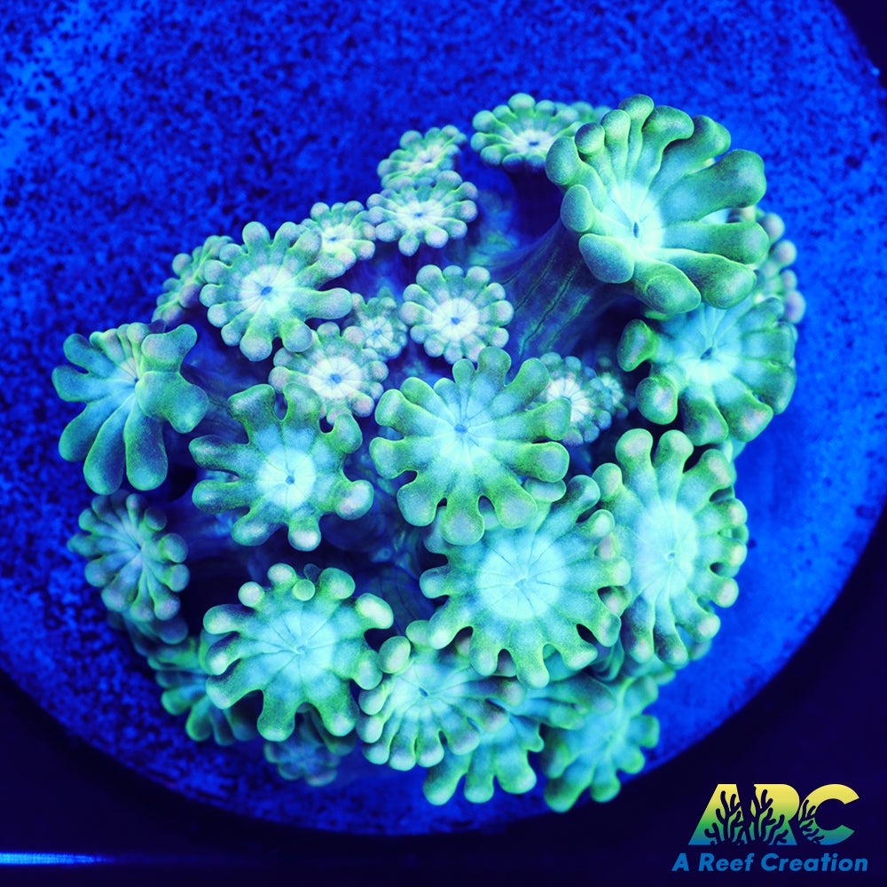 Green and Peach Alveopora