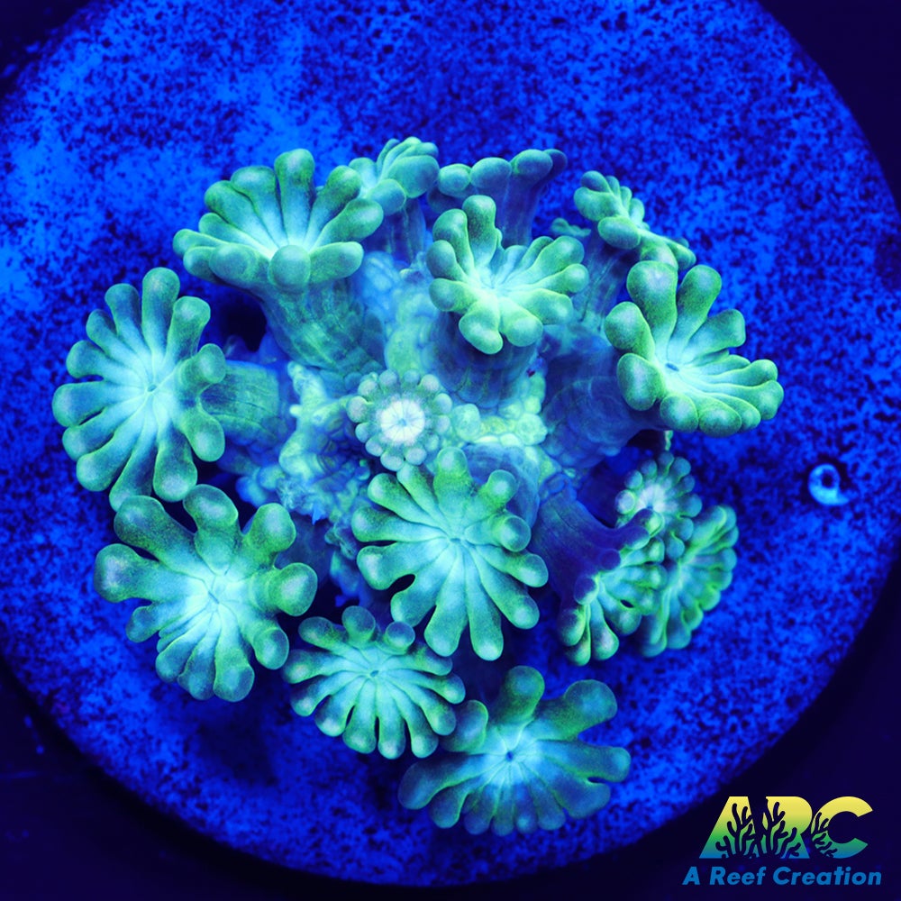 Green and Peach Alveopora