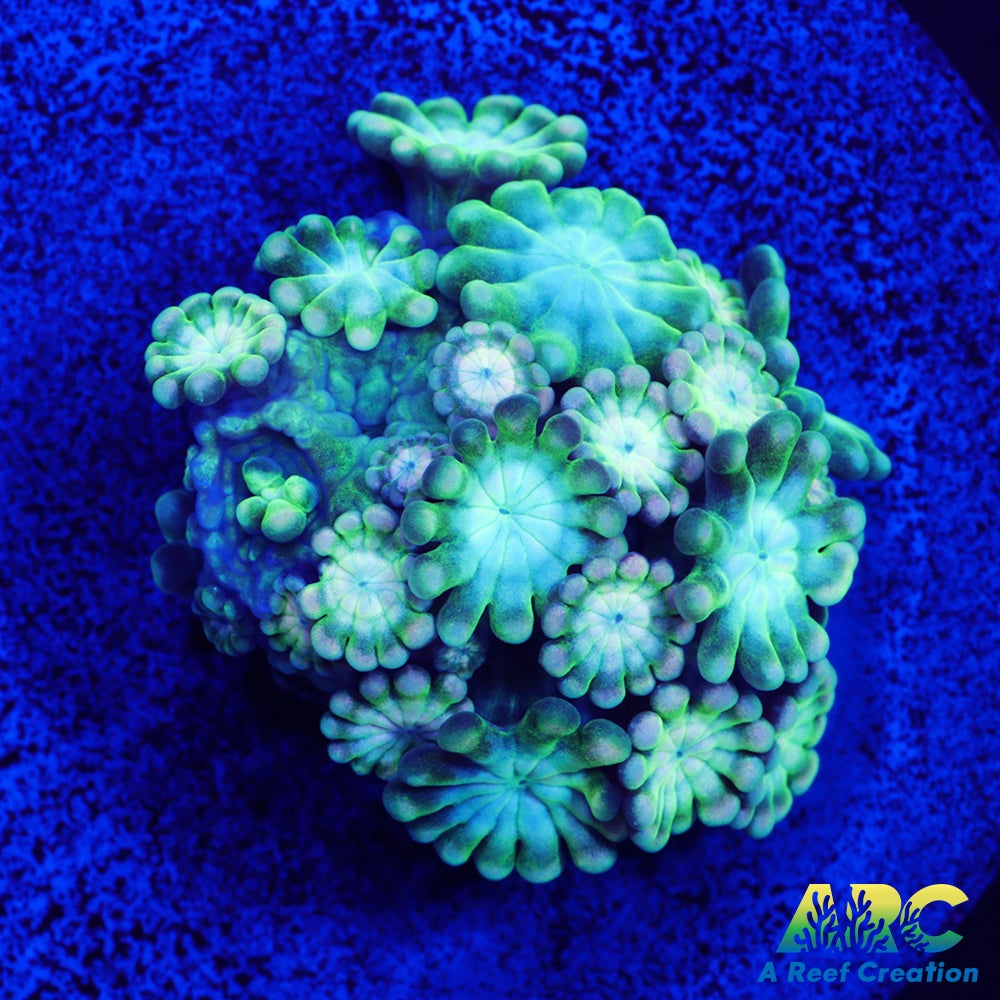 Green and Peach Alveopora