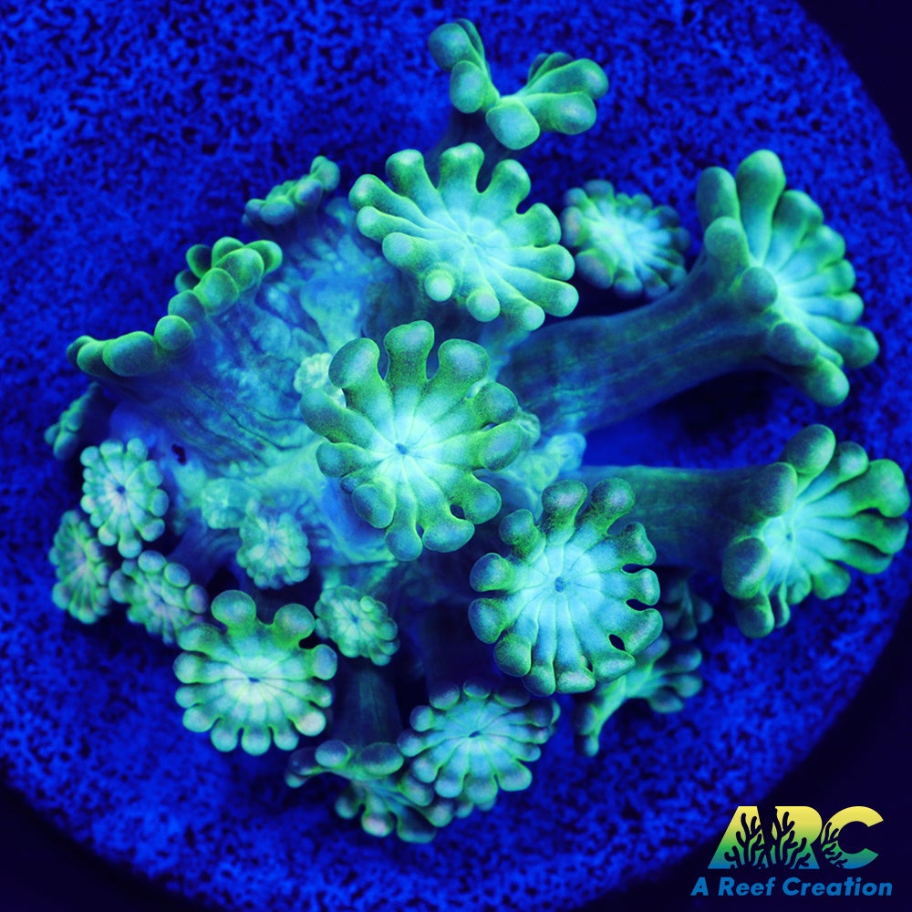 Green and Peach Alveopora