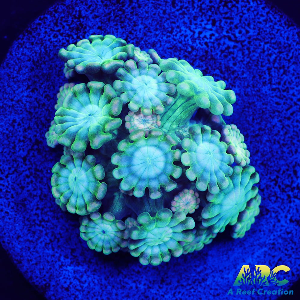 Green and Peach Alveopora