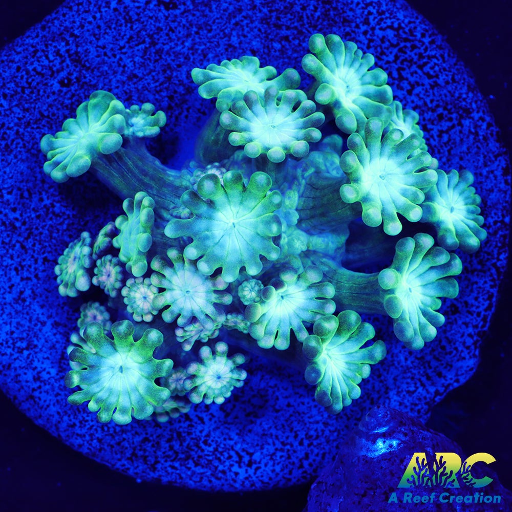 Green and Peach Alveopora