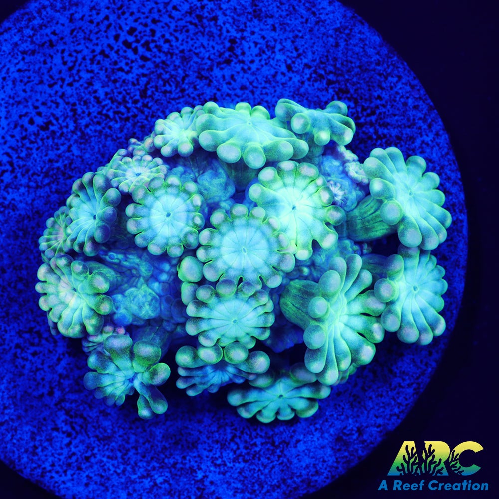 Green and Peach Alveopora