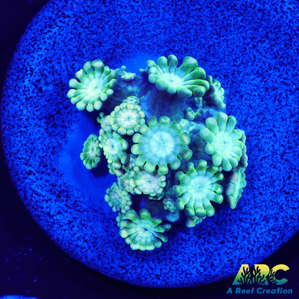 Green and Peach Alveopora