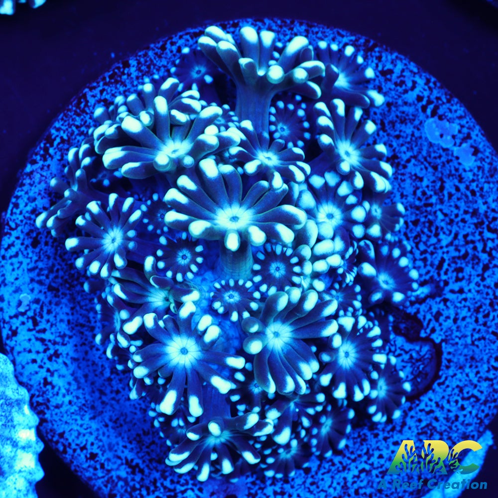 Blue Alveo