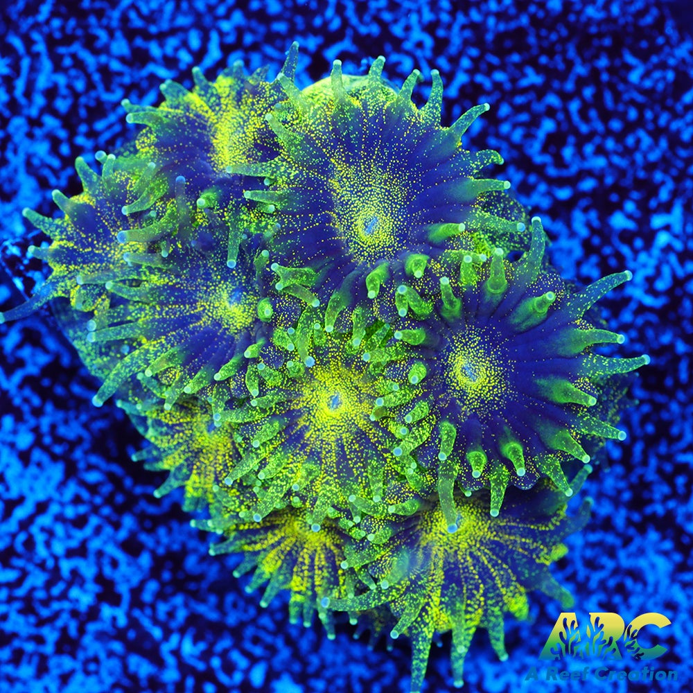 ARC Green Glitter Plesiastrea