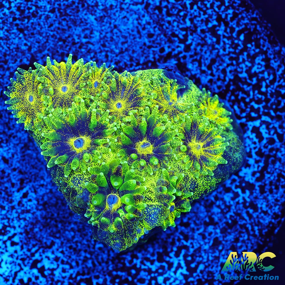 ARC Green Glitter Plesiastrea