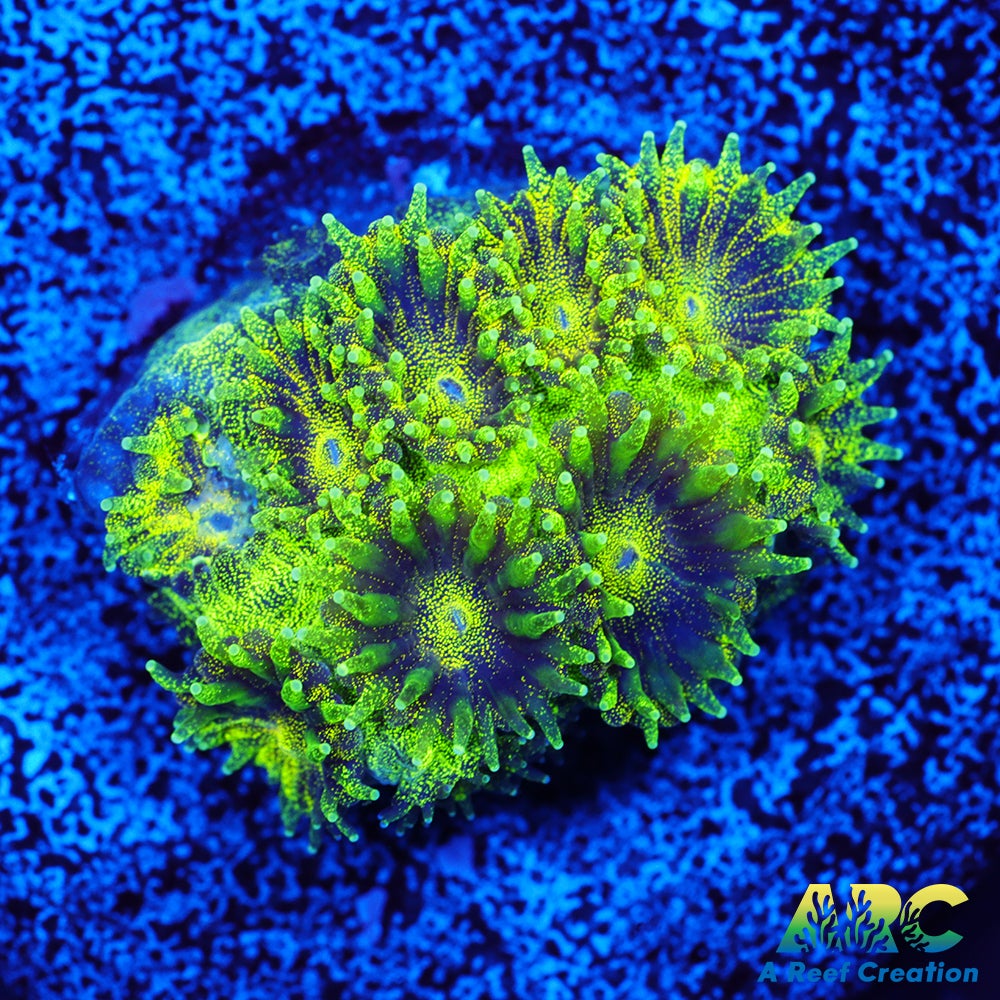 ARC Green Glitter Plesiastrea