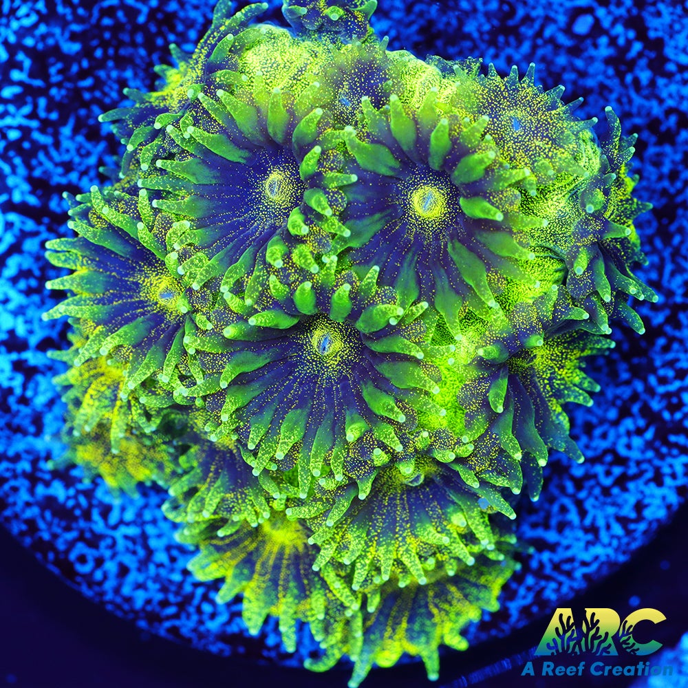 ARC Green Glitter Plesiastrea