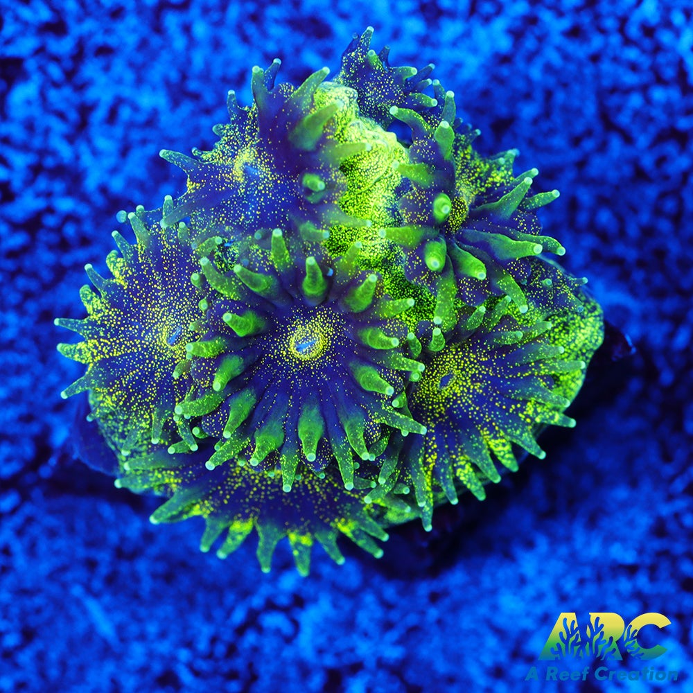 ARC Green Glitter Plesiastrea