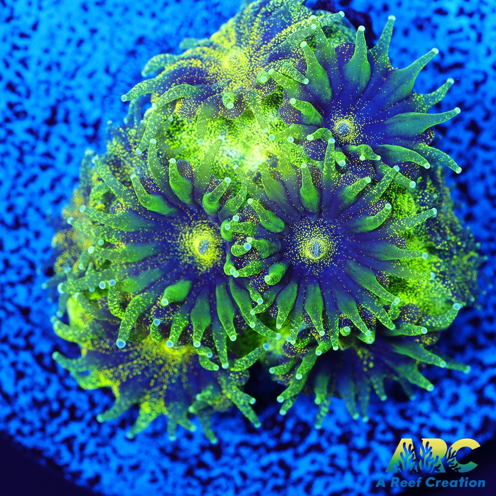 ARC Green Glitter Plesiastrea