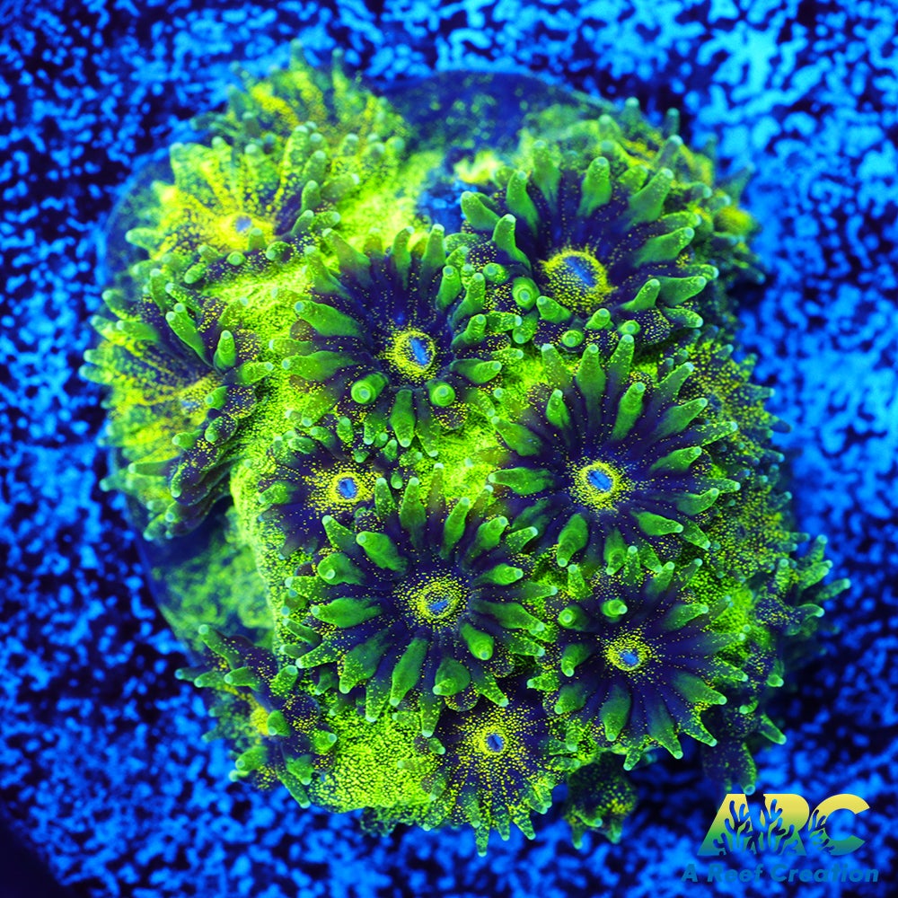 ARC Green Glitter Plesiastrea