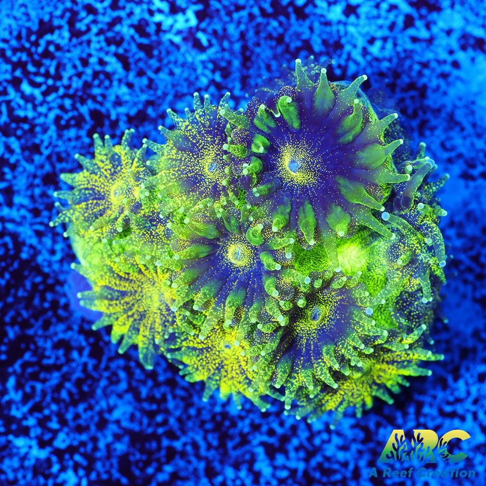 ARC Green Glitter Plesiastrea