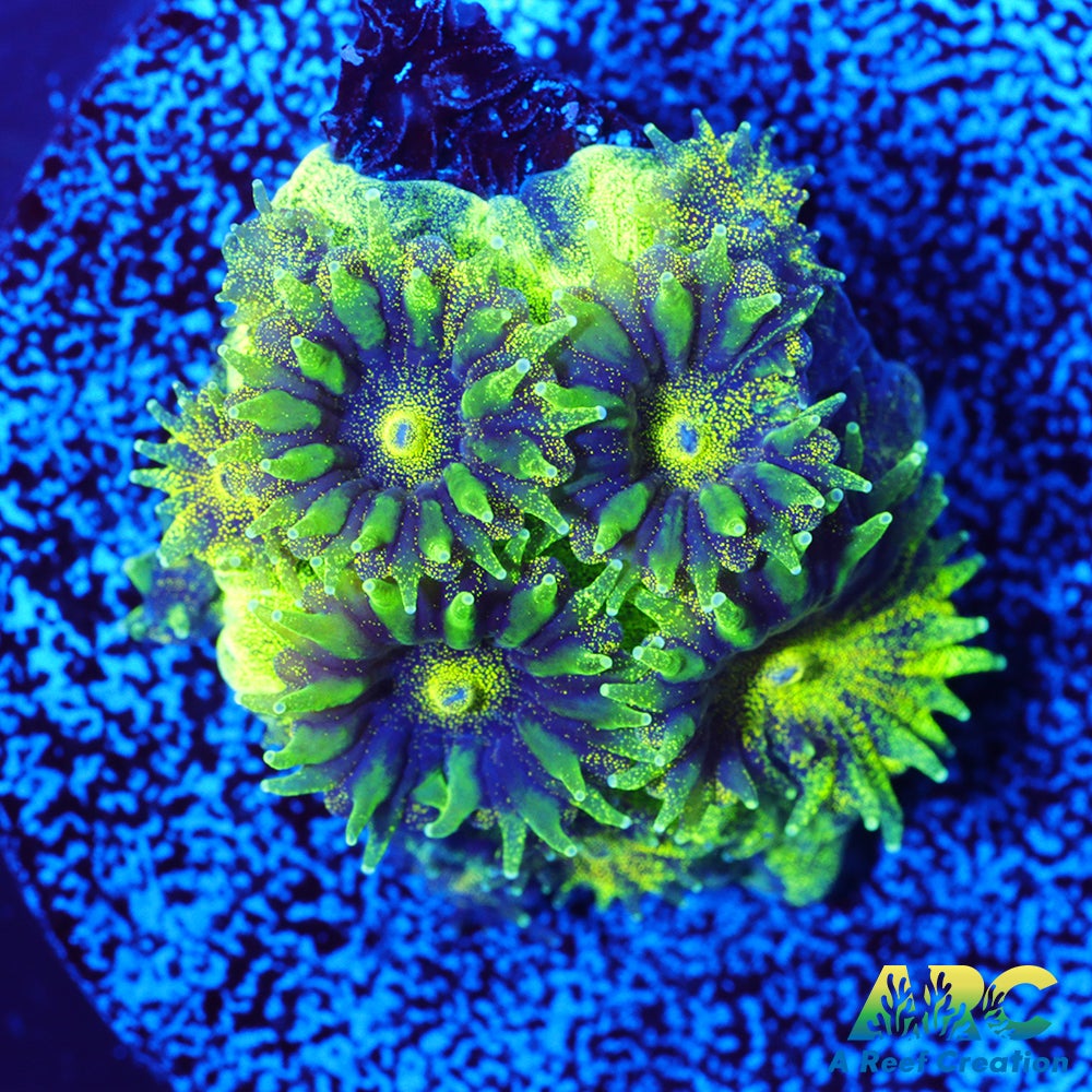 ARC Green Glitter Plesiastrea