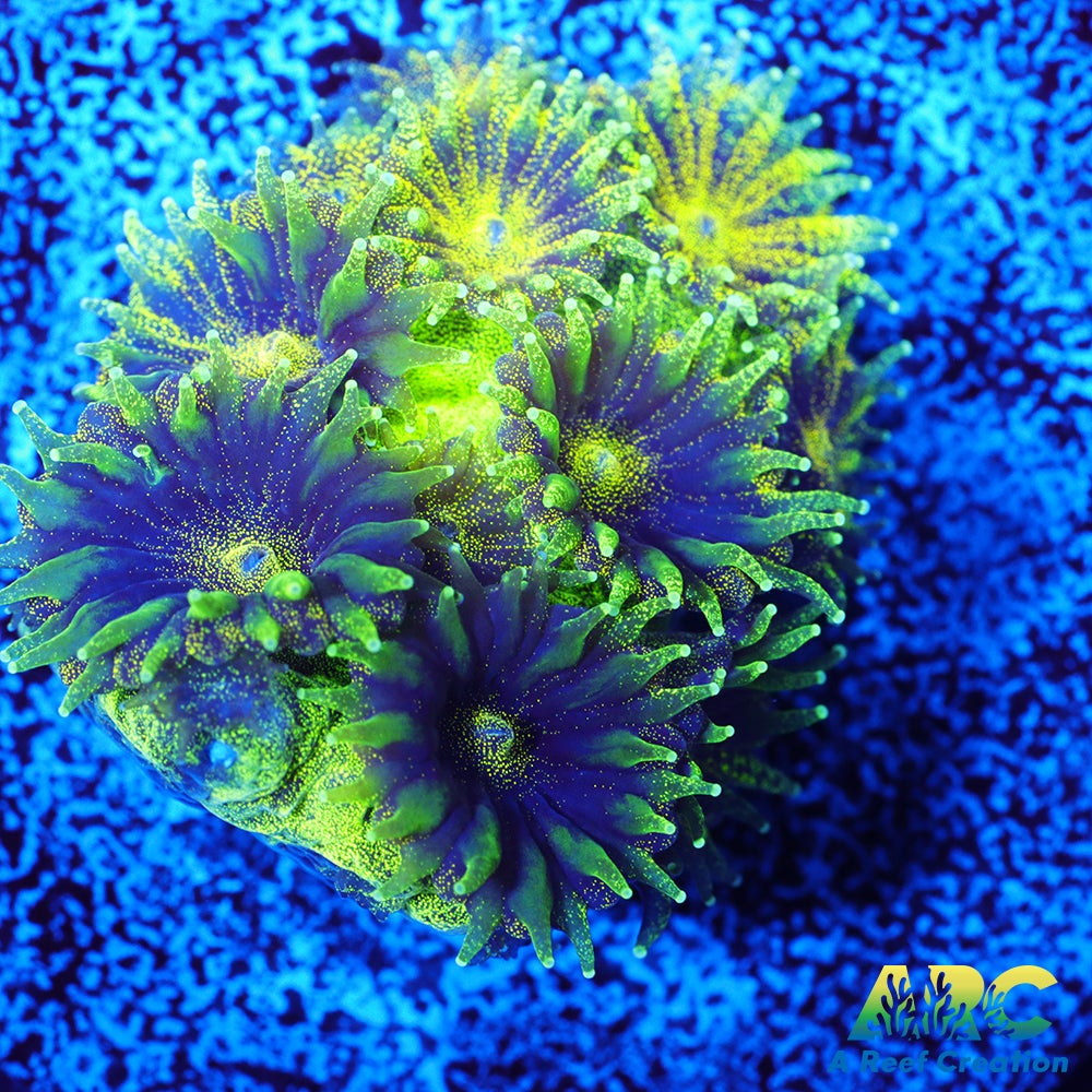 ARC Green Glitter Plesiastrea