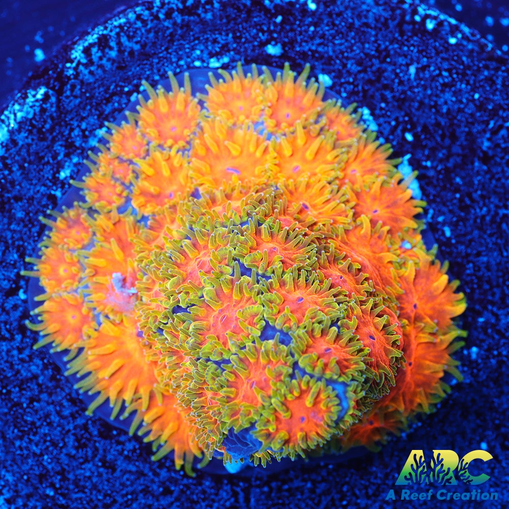 John Deere Leptastrea