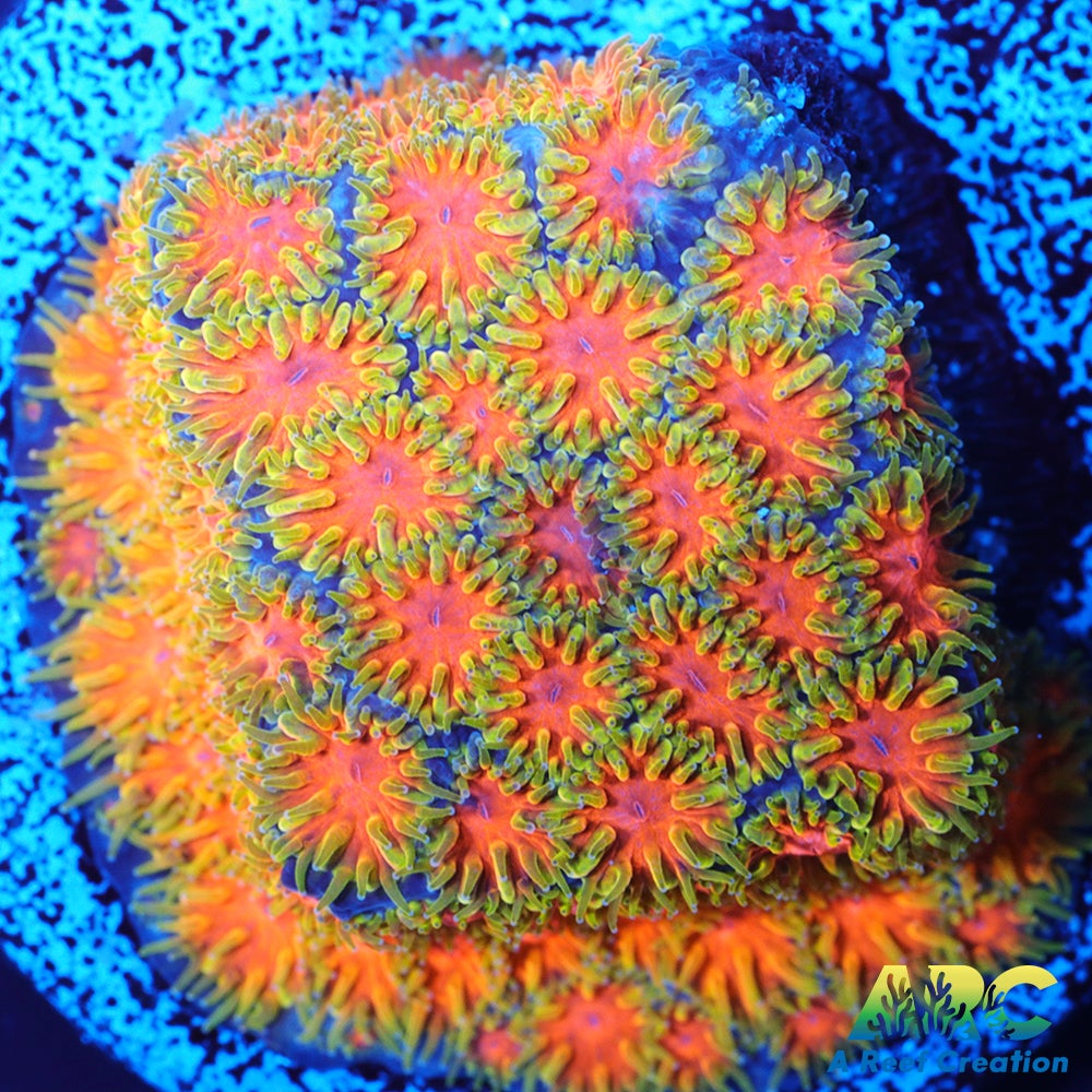 John Deere Leptastrea