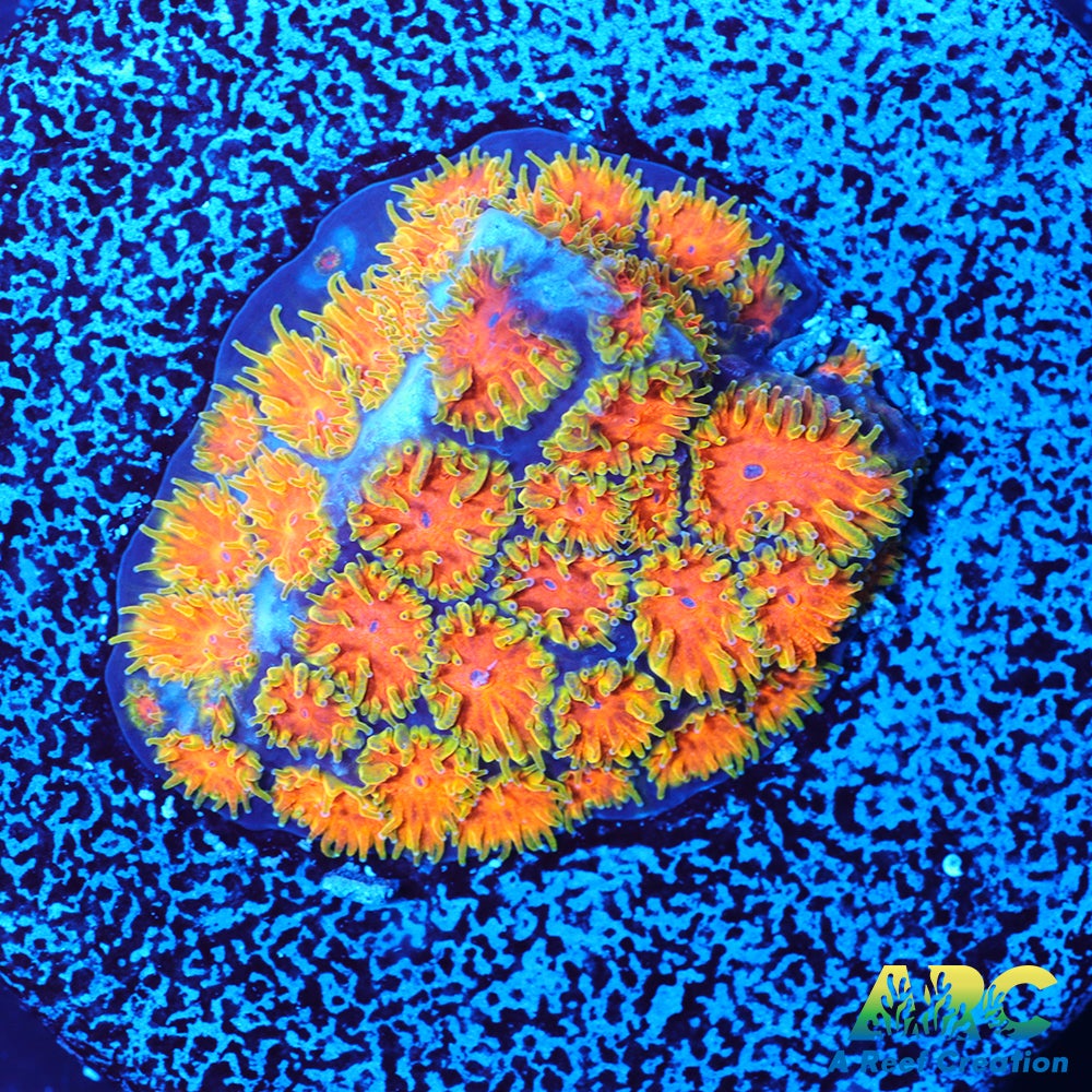 John Deere Leptastrea