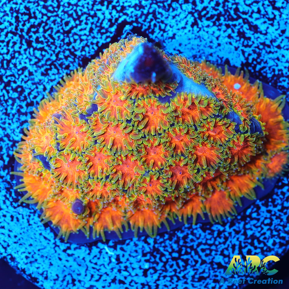 John Deere Leptastrea