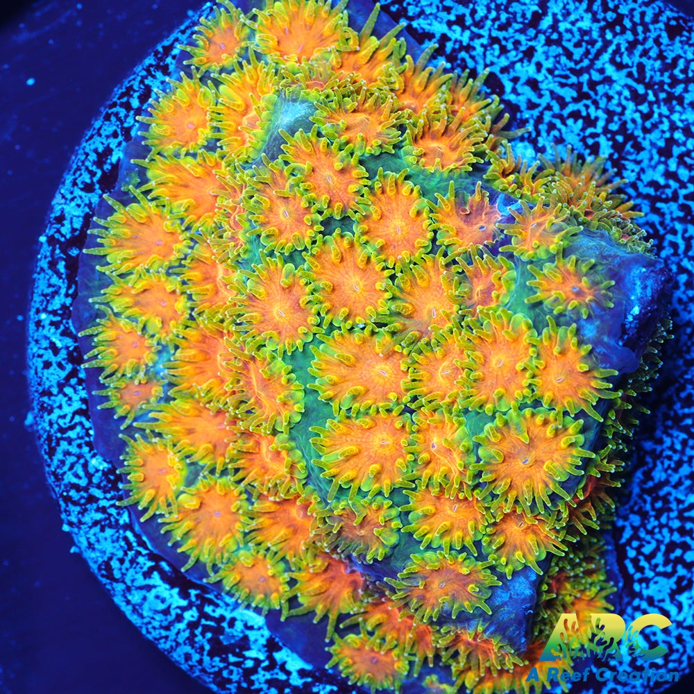 RRC Polkaroo Leptastrea