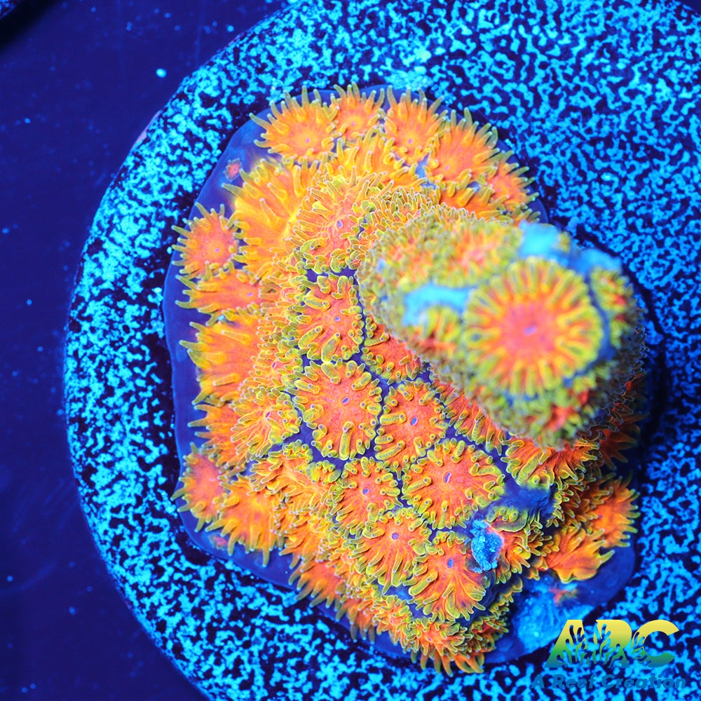 John Deere Leptastrea