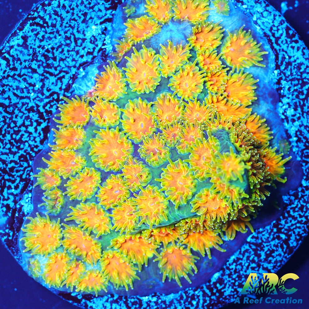 RRC Polkaroo Leptastrea