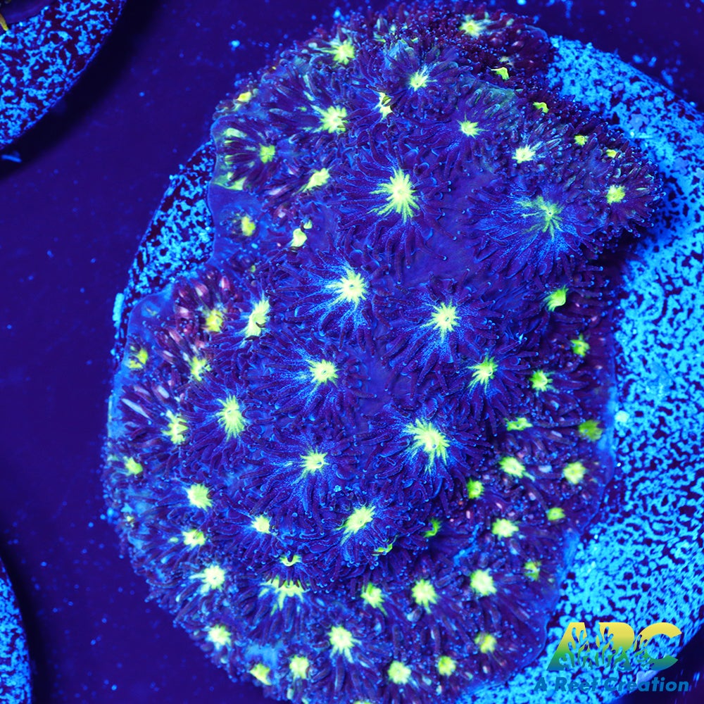 ARC Blueberry Leptastrea