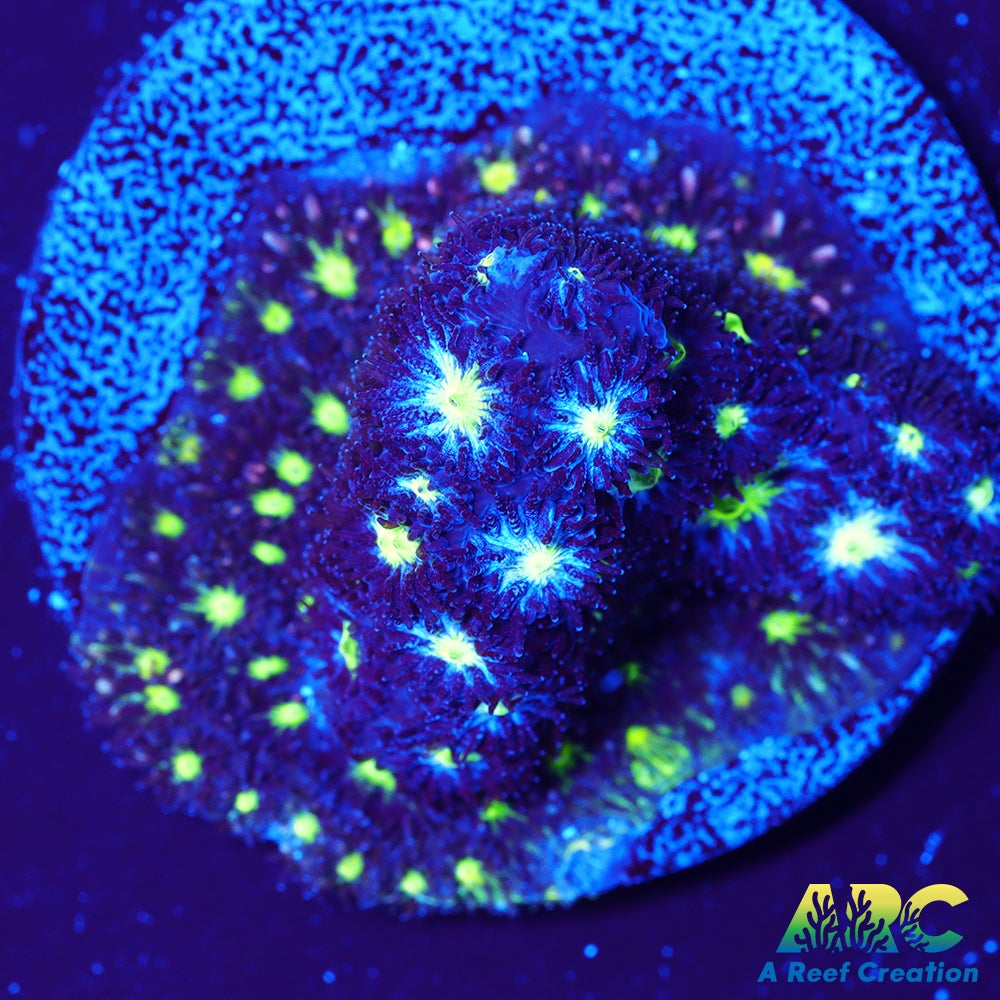 ARC Blueberry Leptastrea
