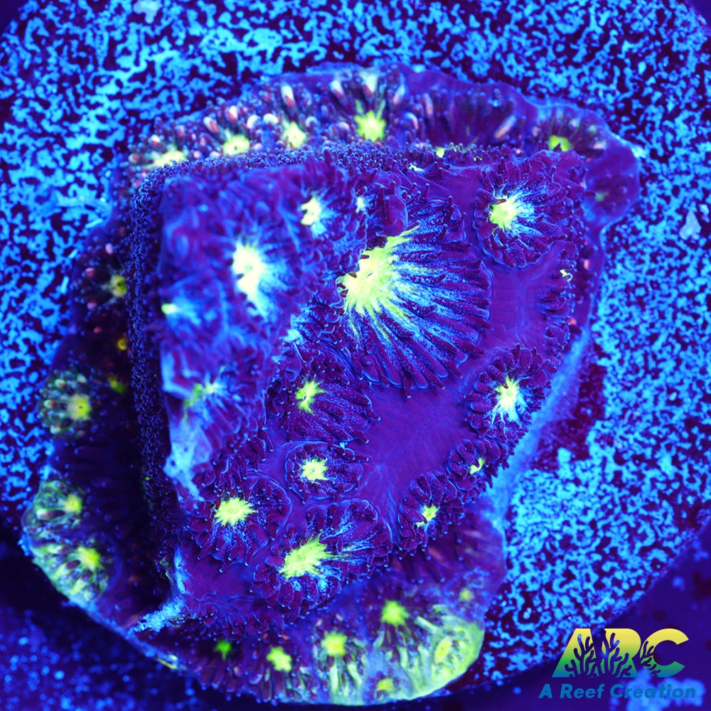 ARC Blueberry Leptastrea