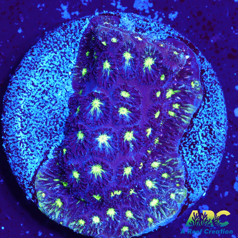 ARC Blueberry Leptastrea