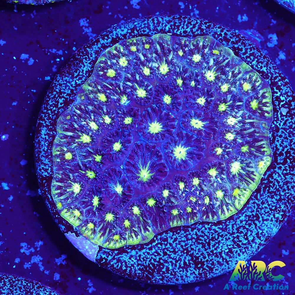 ARC Blueberry Leptastrea