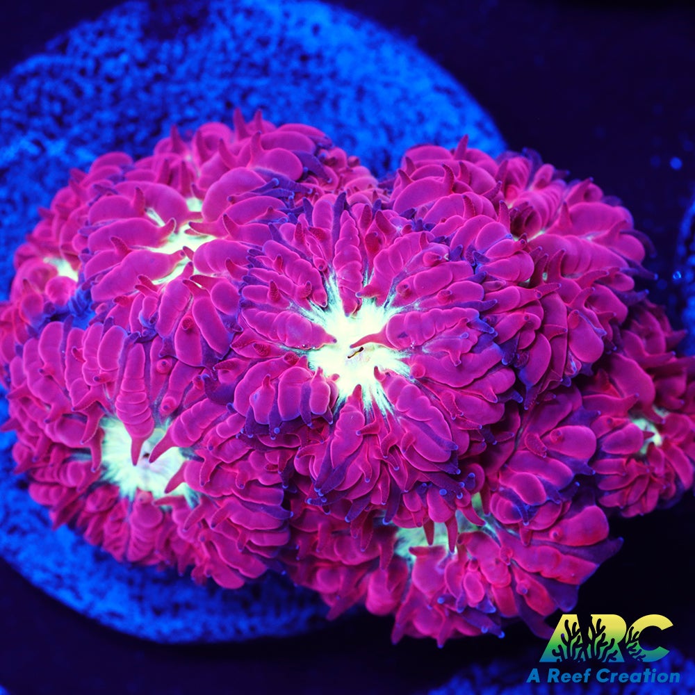 ARC Jeff's Blasto Merletti