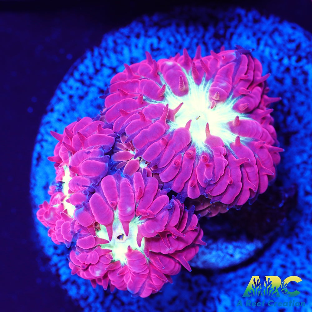 ARC Jeff's Blasto Merletti