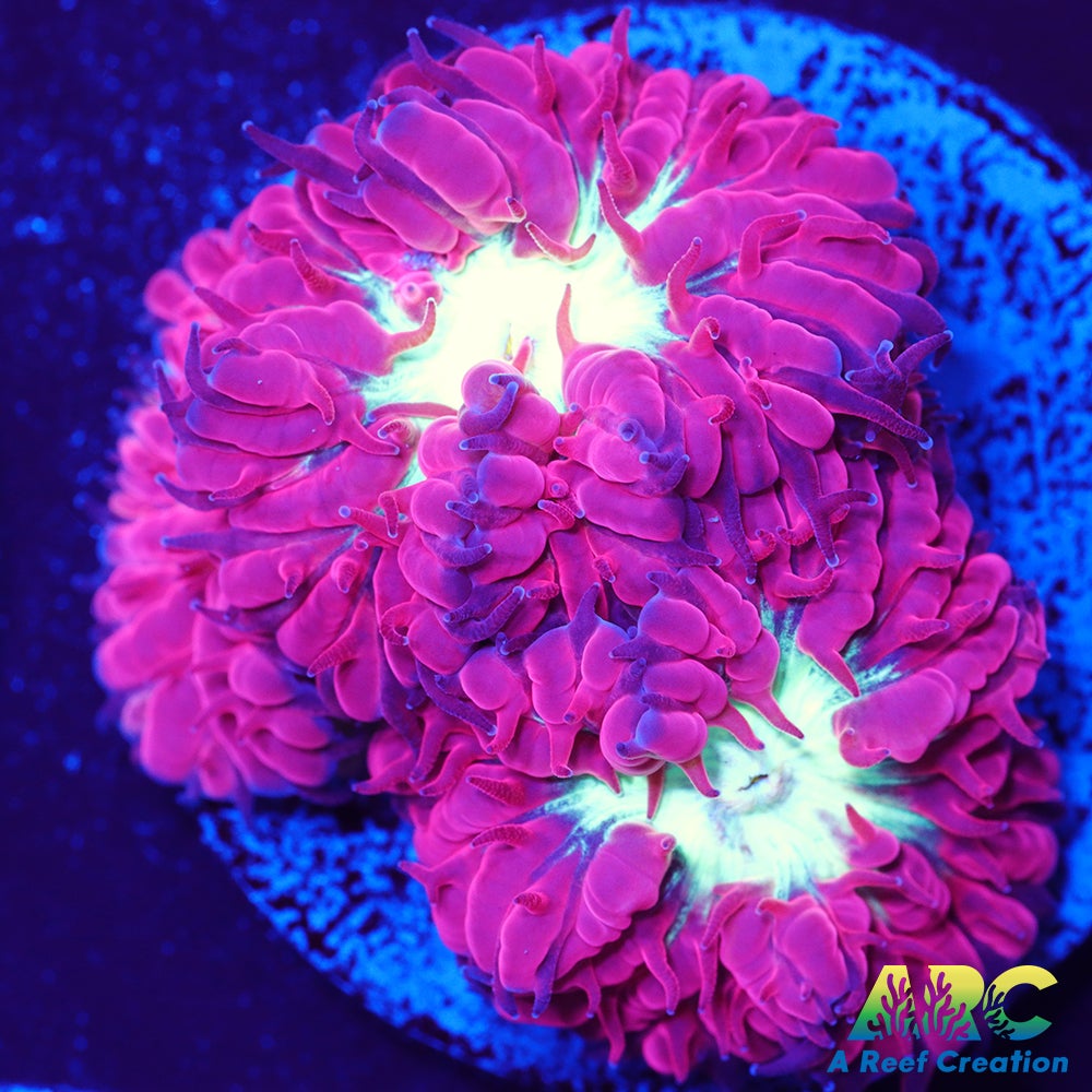 ARC Jeff's Blasto Merletti