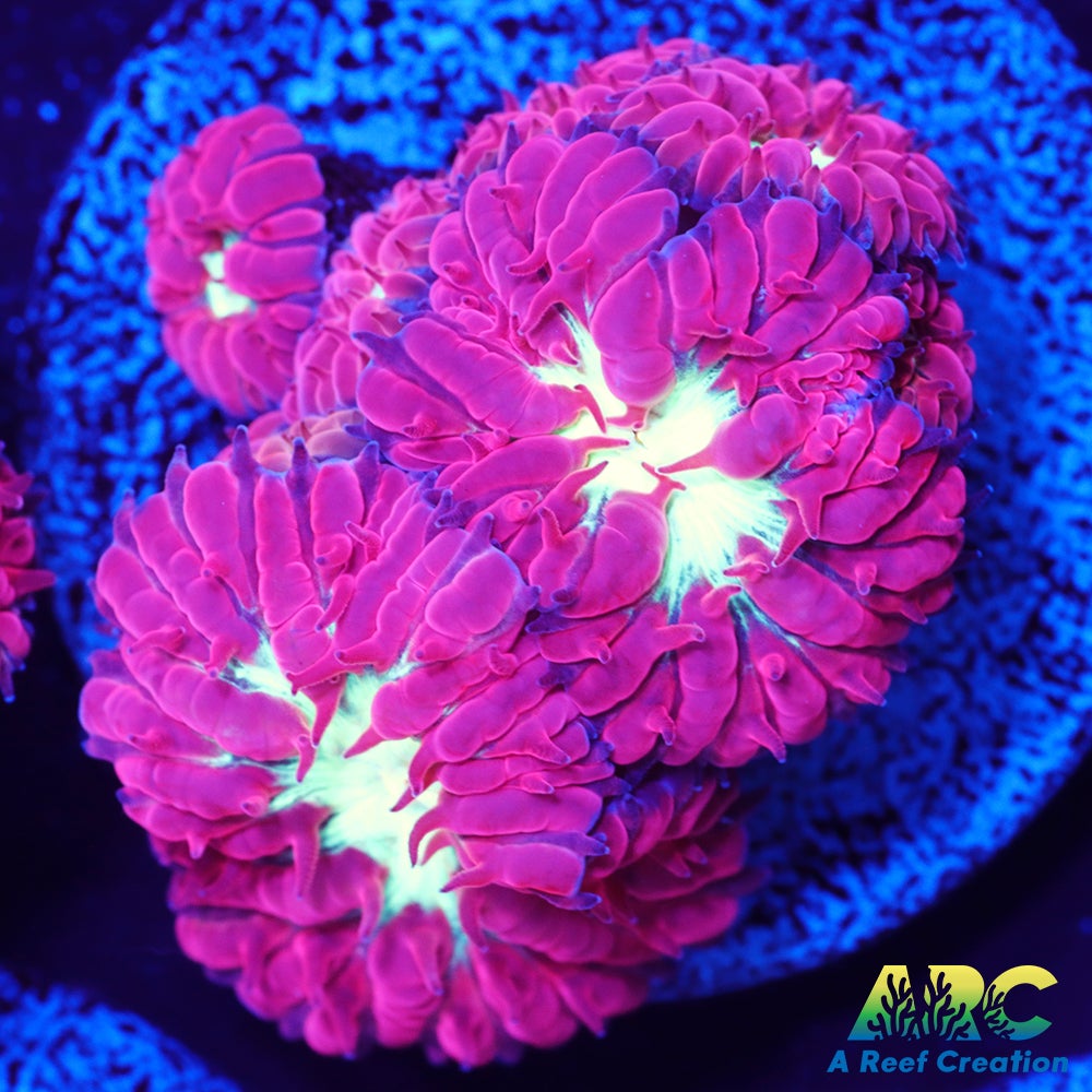 ARC Jeff's Blasto Merletti