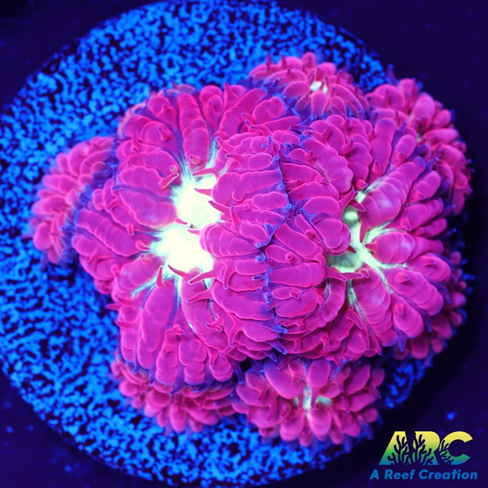 ARC Jeff's Blasto Merletti