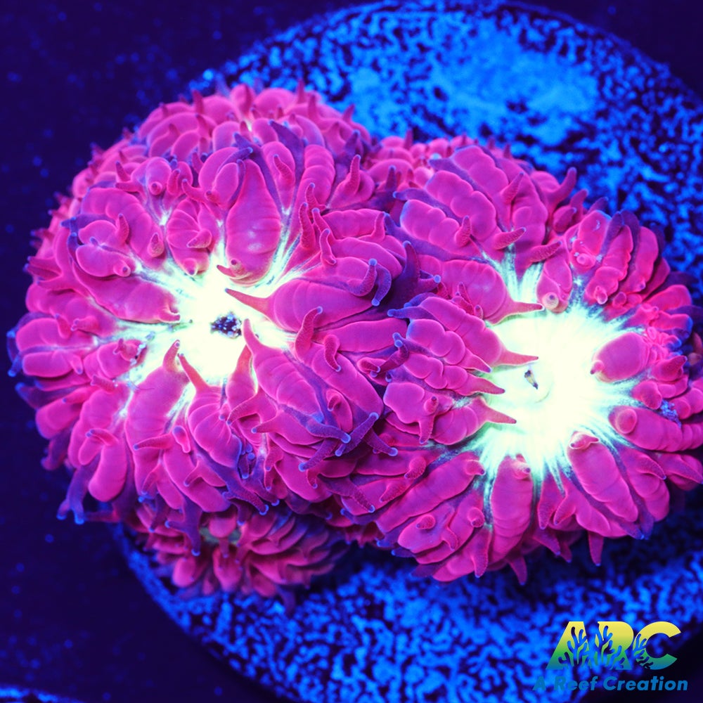 ARC Jeff's Blasto Merletti