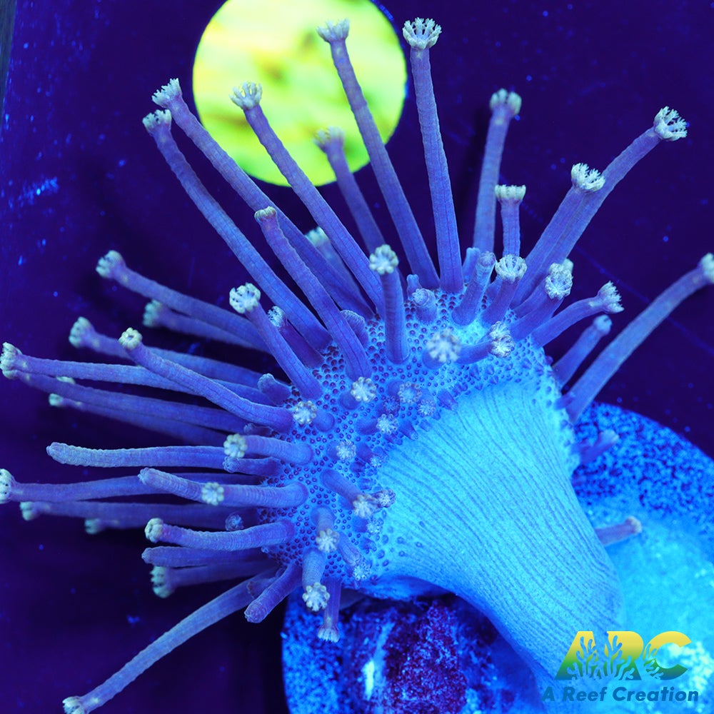 Long Polyp Indo Toadstool