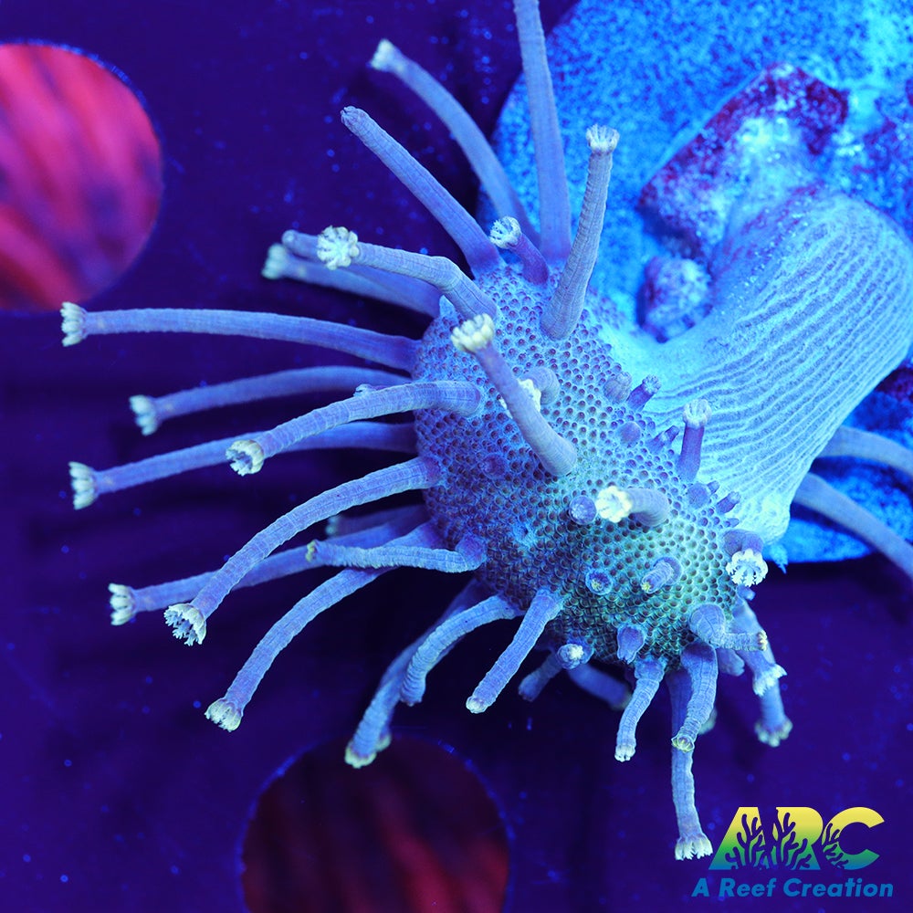 Long Polyp Indo Toadstool