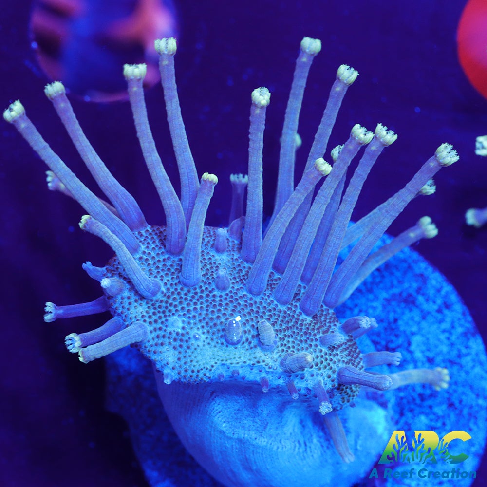 Long Polyp Indo Toadstool