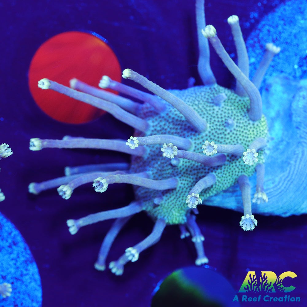 Long Polyp Indo Toadstool