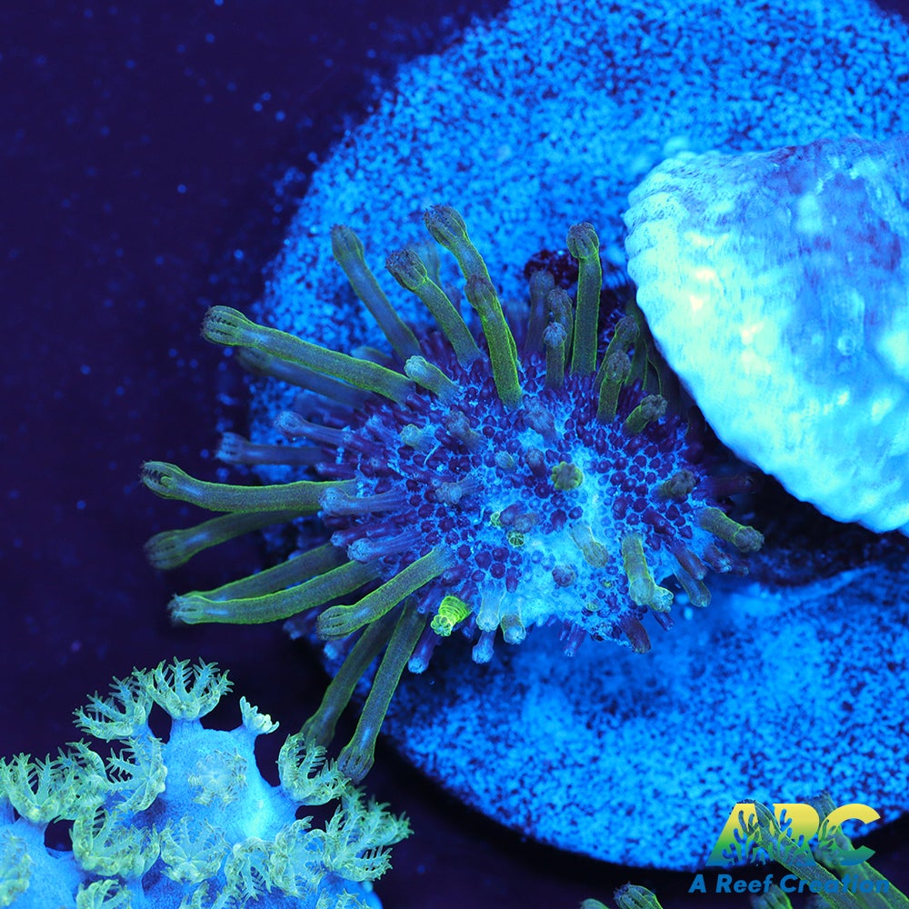 Green Polyp Toadstool